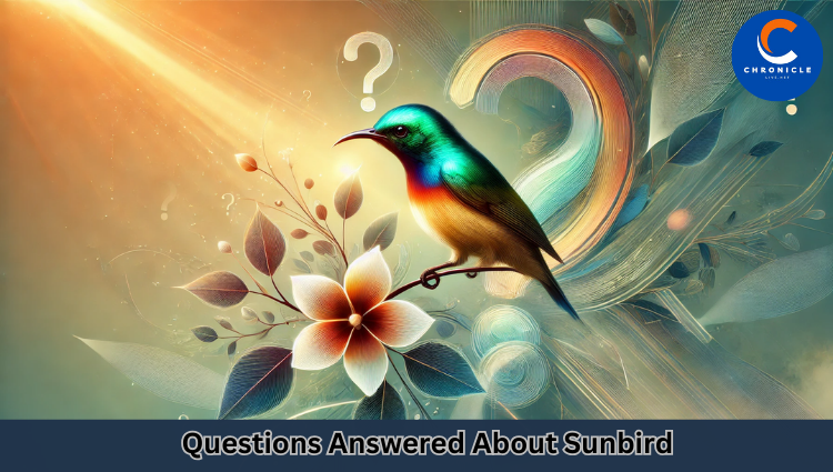 Questions Answered About Sunbird