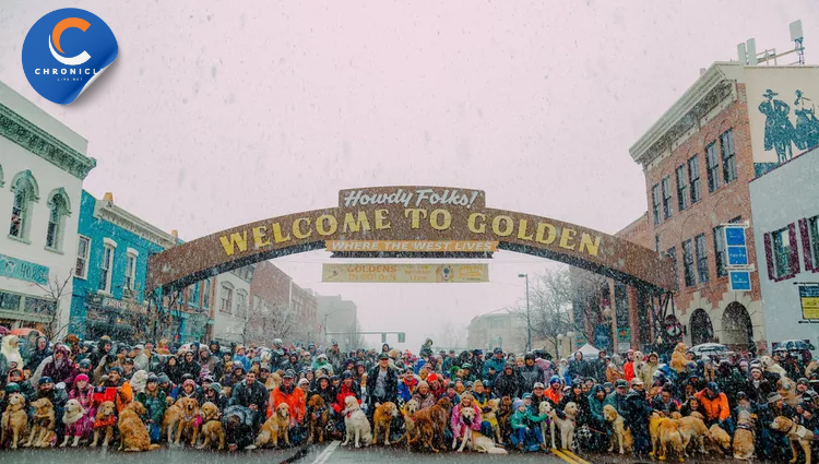 Golden Retrievers in Golden Colorado