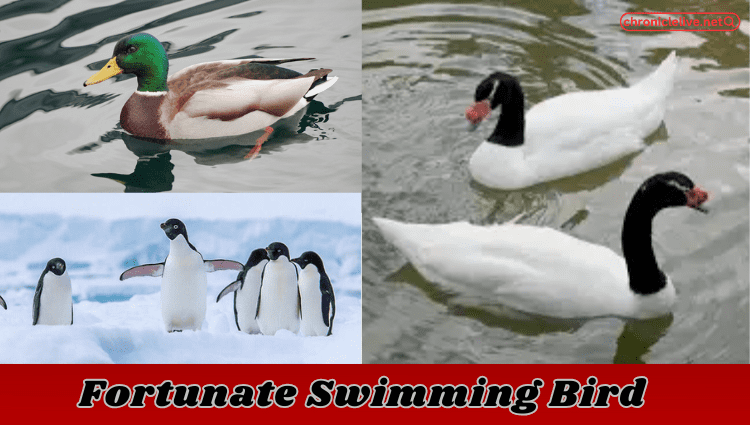 What is a Fortunate Swimming Bird